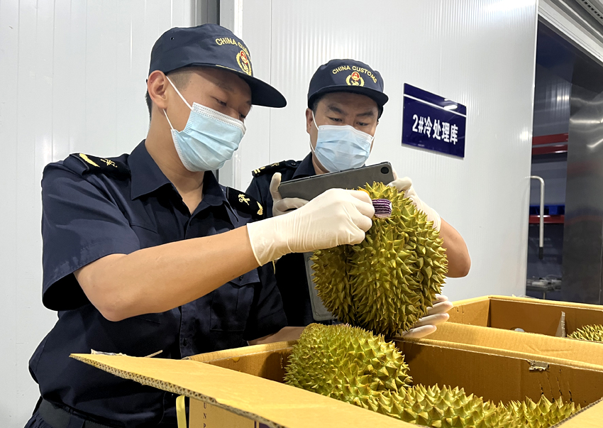 磨憨鐵路口岸綜合性指定監(jiān)管場地水果查驗區(qū)內(nèi)，海關(guān)關(guān)員正在查驗進(jìn)口榴蓮。勐臘海關(guān)供圖