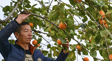 河南宜陽:柿餅加工
