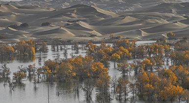 新疆尉犁：大漠胡楊醉游人