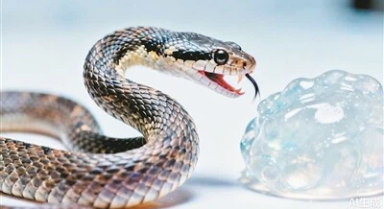 毒蛇完成“致命一擊”有多快