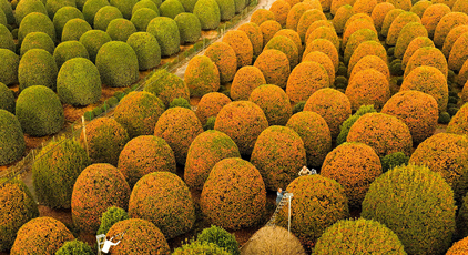 浙江杭州：修剪桂花樹