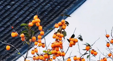 柿子與白墻同框 中式意蘊(yùn)拉滿